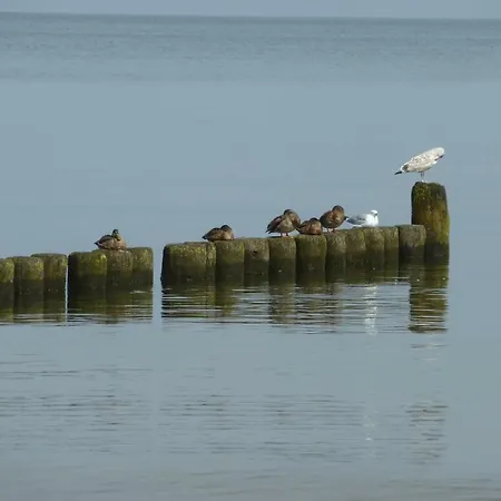 Appartement Moderne 3-raum Strandmoewe Mit Panoramafenster Ückeritz